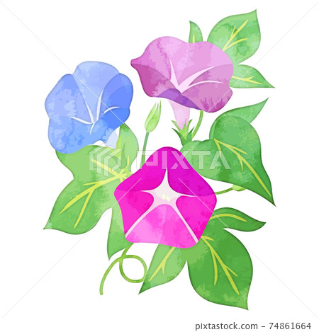水彩風格牽牛花圖 74861664