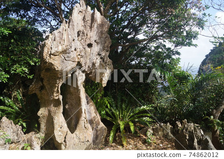 Pelvic Stones Of Daisekirinzan Kunigami Stock Photo