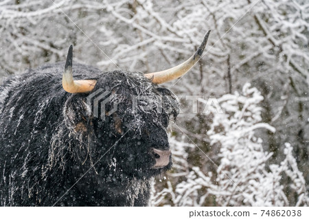 Near the forest stay a Galloway 74862038