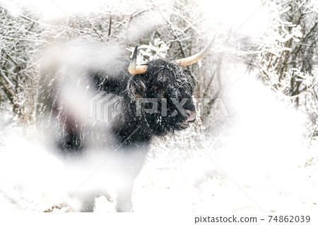 Near the forest stay a Galloway Near the forest stay a Galloway 74862039