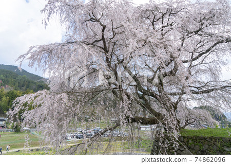 大田正太櫻 74862096