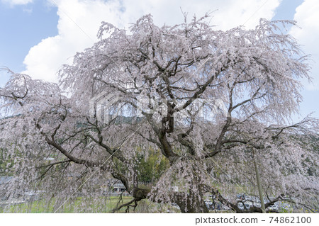Ouda Matabei Sakura 74862100