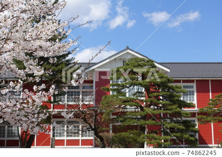 Sakura school in full bloom 74862245