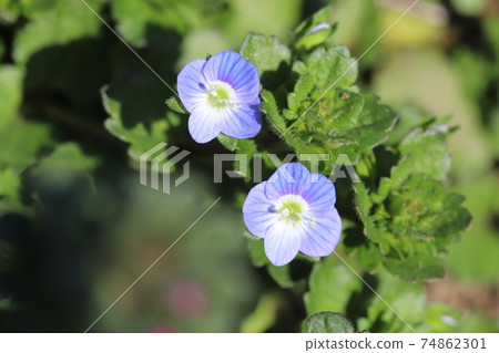 Blue flowers of Persian speedwell blooming in winter fields Blue flowers of Persian speedwell blooming in winter fields 74862301