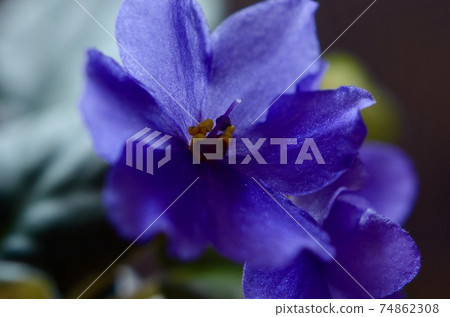 Blue flowers up of Saintpaulia 74862308