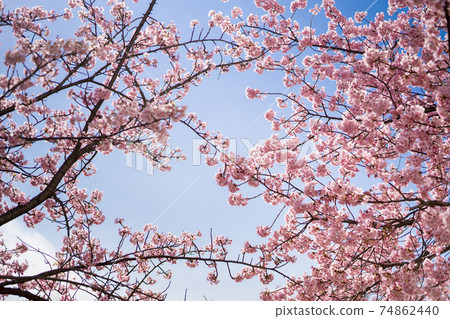 Kawazu cherry blossoms in Edogawa-ku, Tokyo Kawazu cherry blossoms in Edogawa-ku, Tokyo 74862440