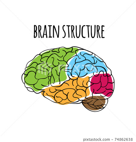 BRAIN STRUCTURE Nervous System Anatomy Human Scheme Medicine Vector Illustration For Print 74862638