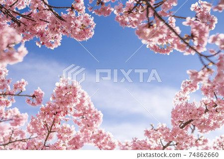 Kawazu cherry blossoms in Edogawa-ku, Tokyo 74862660