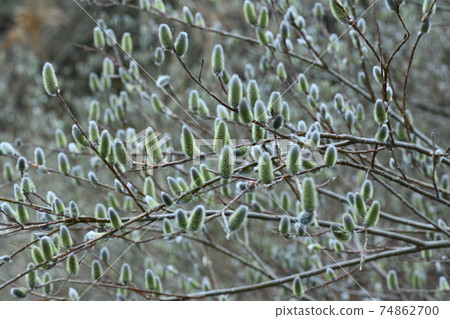 Kawahara pussy willow (Nekoyanagi) 74862700