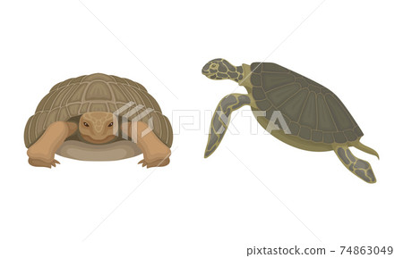 Turtles with Bony Shell as Land-dwelling and Sea-dwelling Specie Vector Set Turtles with Bony Shell as Land-dwelling and Sea-dwelling Specie Vector Set 74863049