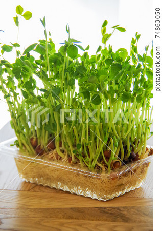 Regenerative cultivation of bean seedlings 74863050