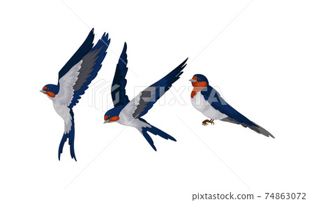 Swallow or Martin as Passerine Bird with Long Pointed Wings Vector Set Swallow or Martin as Passerine Bird with Long Pointed Wings Vector Set 74863072