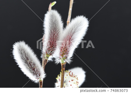Shining pussy willow (Nekoyanagi) 74863073