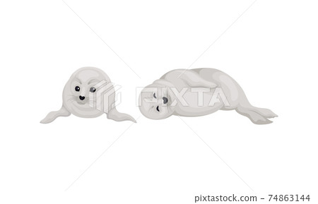 Fur Seals as Pinniped Specie with Vibrissae and Dense Underfur in Lying Pose Vector Set Fur Seals as Pinniped Specie with Vibrissae and Dense Underfur in Lying Pose Vector Set 74863144