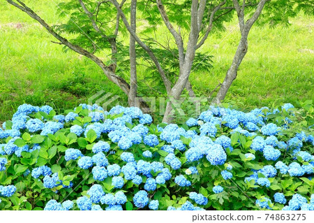 Hydrangea flowers and grove Hydrangea flowers and grove 74863275