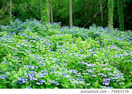 Gaku Hydrangea on the ruins of Shioda Castle 74863276