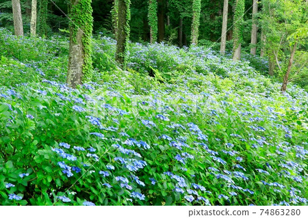 汐田城遺址上的八角繡球 74863280