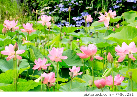 Lotus flower and hydrangea Lotus flower and hydrangea 74863281