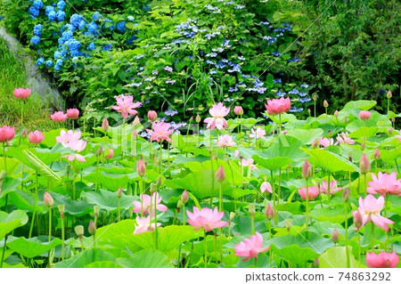 Lotus flower and hydrangea Lotus flower and hydrangea 74863292
