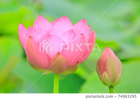 Lotus flower Lotus flower 74863295