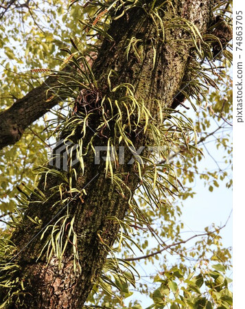 Lepisorus thunbergii growing on the bark of Kusunoki 74863705