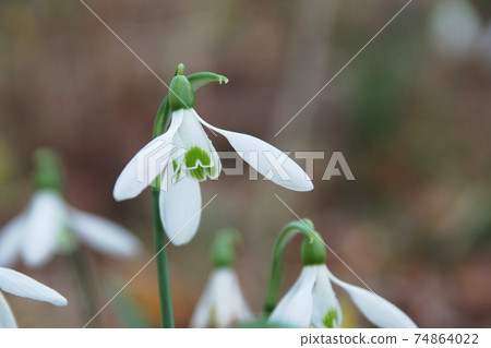 雪花蓮雪花蓮 雪花蓮雪花蓮 74864022