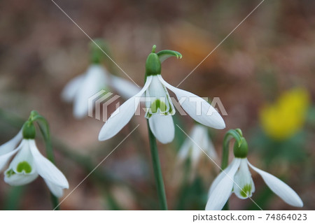 雪花蓮雪花蓮 雪花蓮雪花蓮 74864023