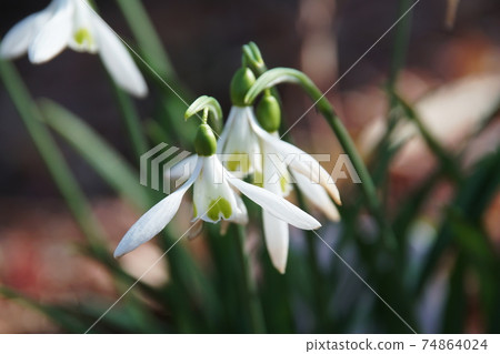 Snowdrop Snowdrop 74864024