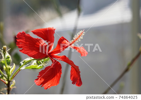 Hibiscus Hibiscus 74864025