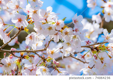 Shiroishi Castle cherry blossoms and blue sky up [Miyagi Prefecture] 74864236