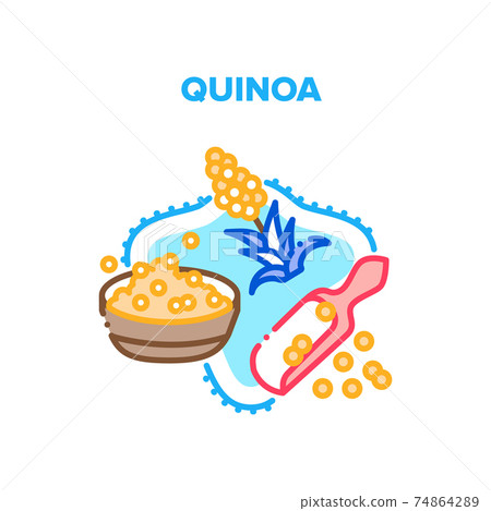 Quinoa Porridge Vector Concept Color Illustration Quinoa Porridge Vector Concept Color Illustration 74864289
