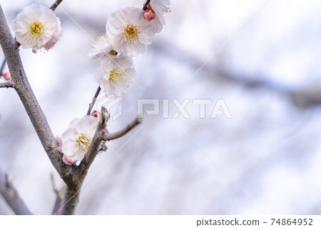 Early spring plum branch white plum 74864952