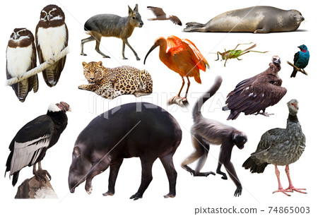Fauna of South America isolated 74865003