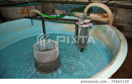 Sturgeon fry in tank on fish farm 74865139