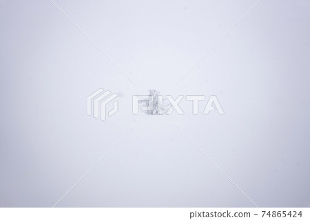 站在暴風雪中的一棵樹 站在暴風雪中的一棵樹 74865424