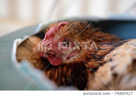 Chicken hiding in a jar Chicken hiding in a jar 74865427