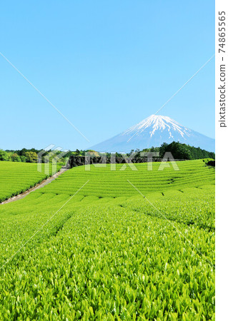 Mt. Fuji in blue sky Tea garden in fresh green 74865565