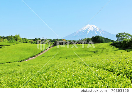 Mt. Fuji in blue sky Tea garden in fresh green 74865566
