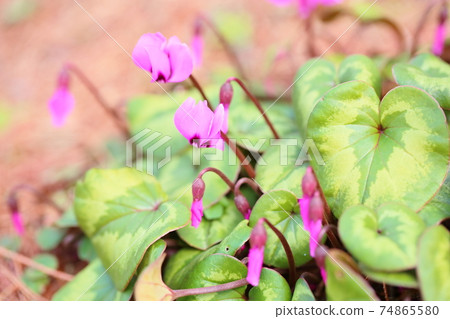 仙客來花鉀 仙客來花鉀 74865580