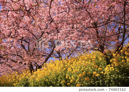 松田玉香草園油菜花和川津櫻花 74865582