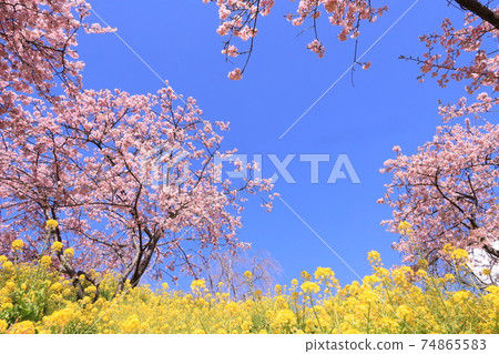 松田玉香草園油菜花和川津櫻花 松田玉香草園油菜花和川津櫻花 74865583