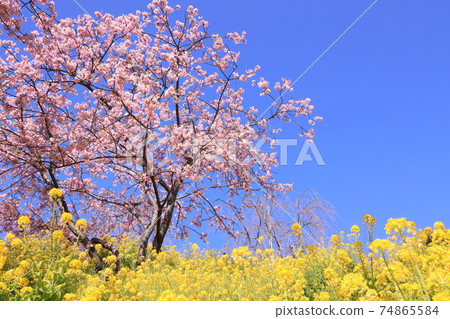 松田玉香草園油菜花和川津櫻花 74865584