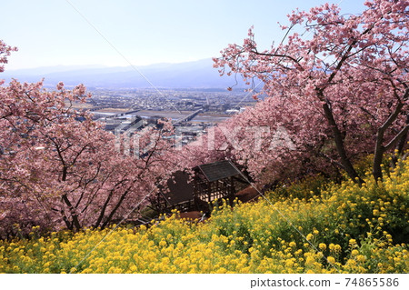Matsudayama Herb Garden Rape blossoms and Kawazu cherry blossoms 74865586