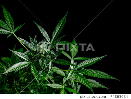 cannabis on a dark background 74865684