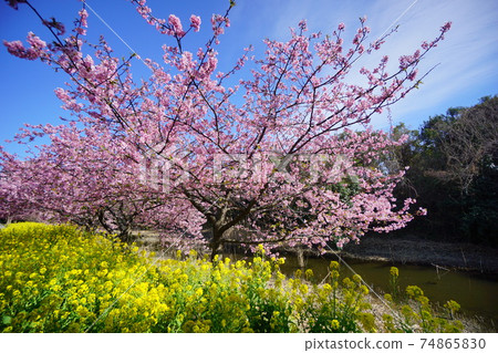 Kawazu cherry blossoms and rape blossoms Fukuei Sports Square 74865830