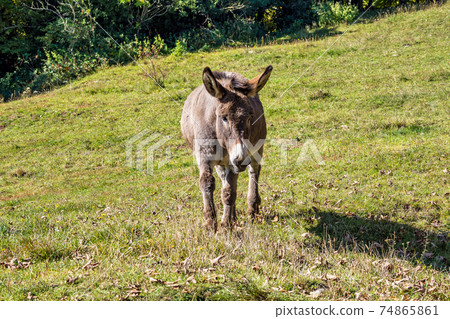 French countryside. Donkey on a field near Leoncel in the landscape of the Vercors, Drome, France French countryside. Donkey on a field near Leoncel in the landscape of the Vercors, Drome, France 74865861
