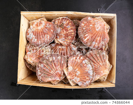 crate full of fresh scallop shells crate full of fresh scallop shells 74866044
