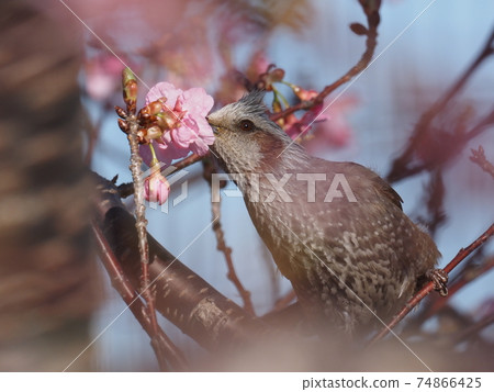 Brown fish with brown cherry blossoms Brown fish with brown cherry blossoms 74866425