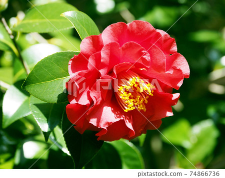 Beautiful camellia (natural texture) Beautiful camellia (natural texture) 74866736
