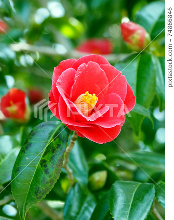 茶花（自然紋理） 74866846